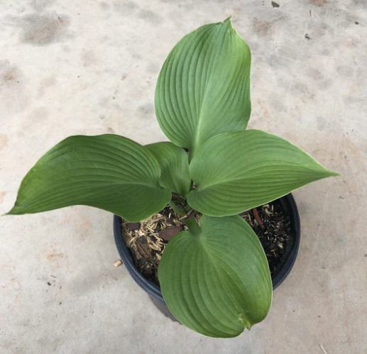 Blue Angel Hosta