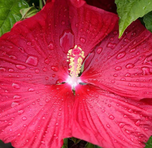 Luna Red Hibiscus