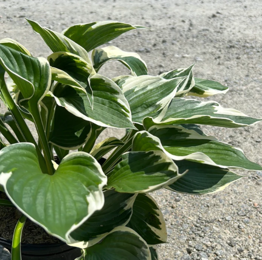 Patriot Hosta