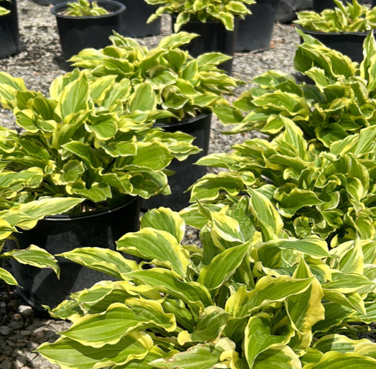 Sun Hosta