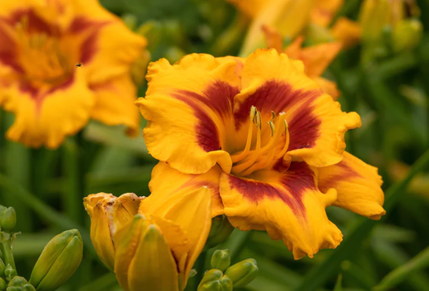 Island Bonfire Daylily