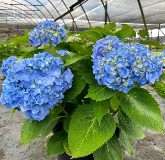 Penny Mac Hydrangea