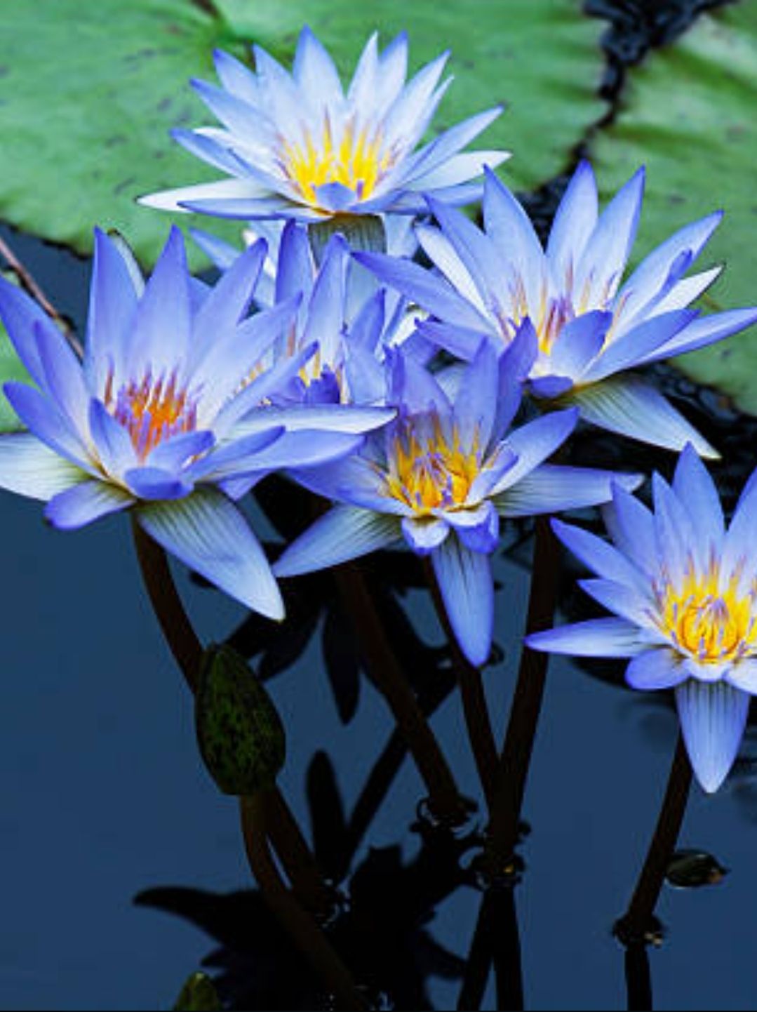 Blue Lotus Flower