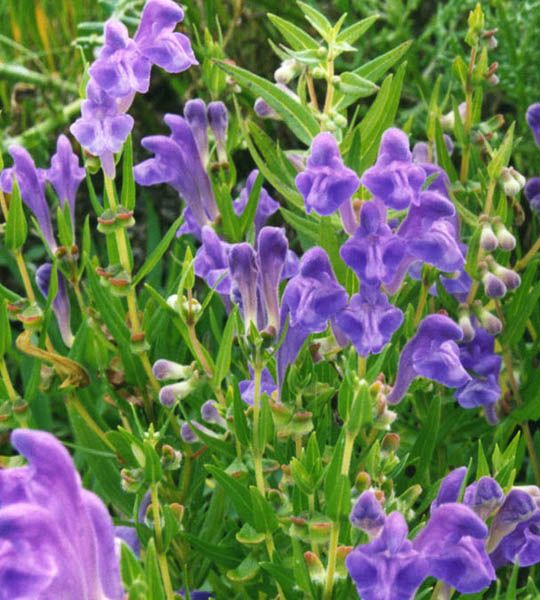 Skullcap Flower