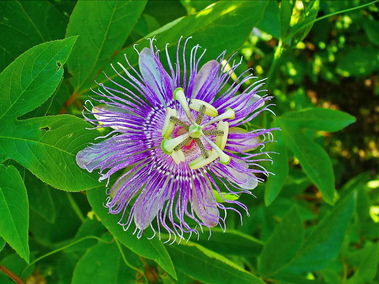 Passion Flower