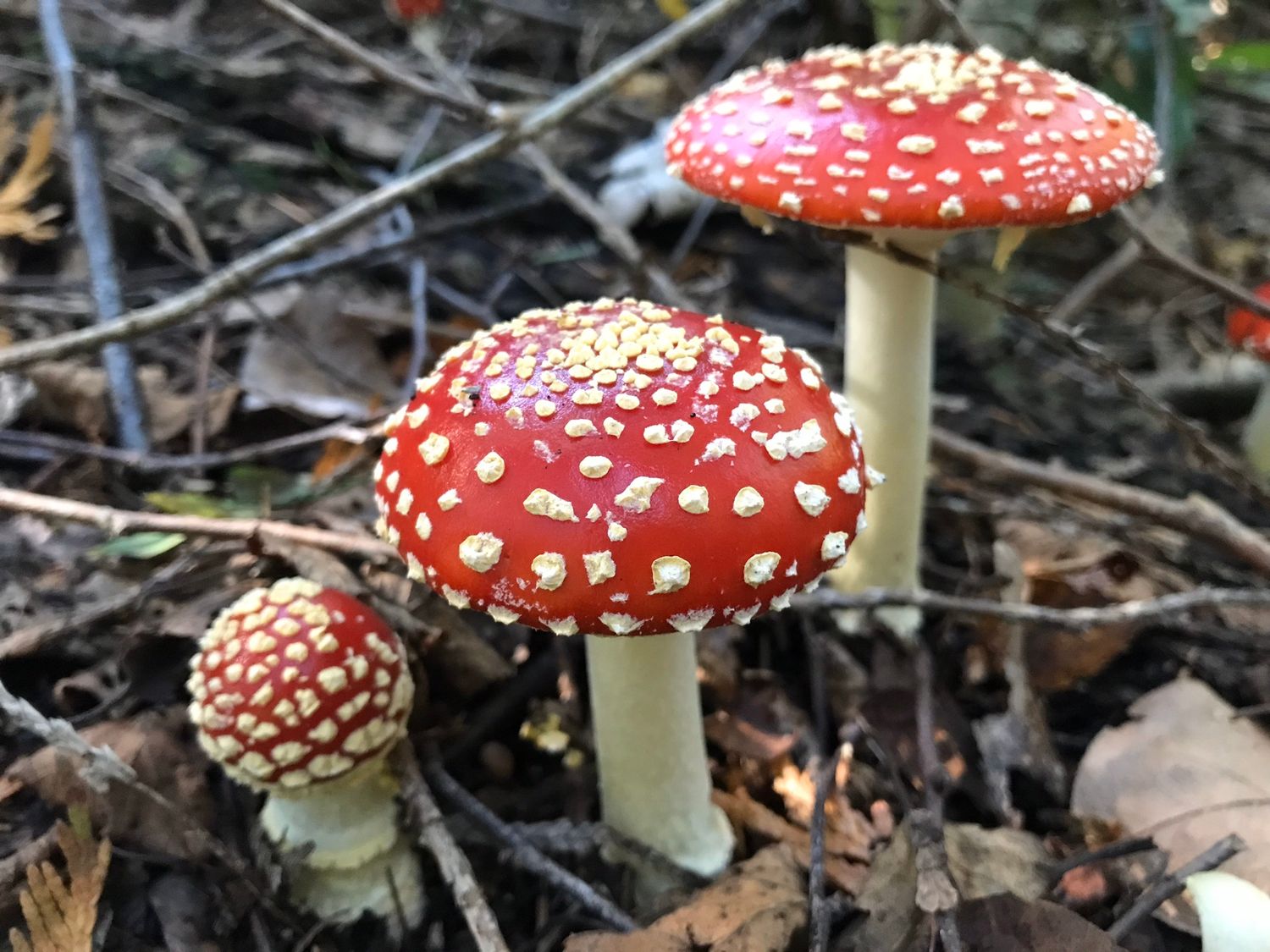 Amanita Muscaria