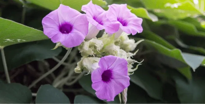 Hawaiian Baby Woodrose