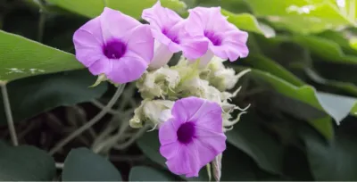 Hawaiian Baby Woodrose