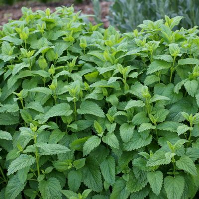 Healing Herbs