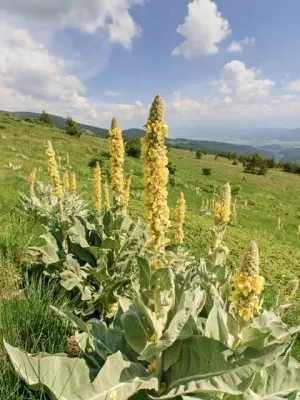 Mullein