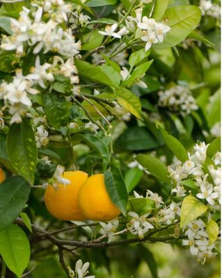 Orange Blossom