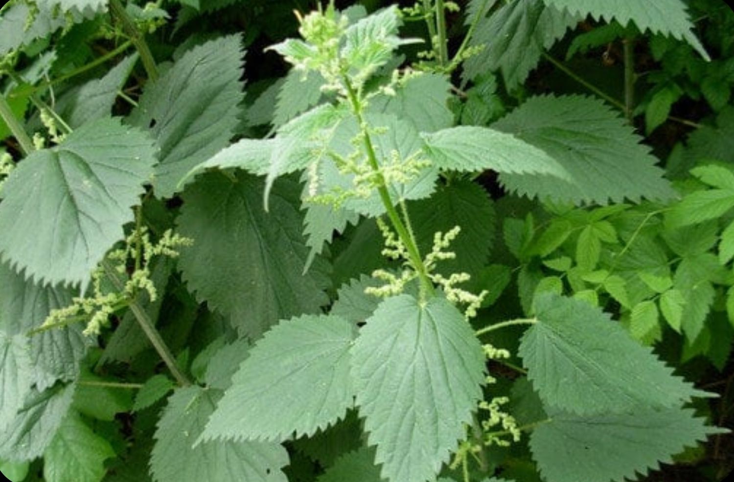 Stinging Nettle