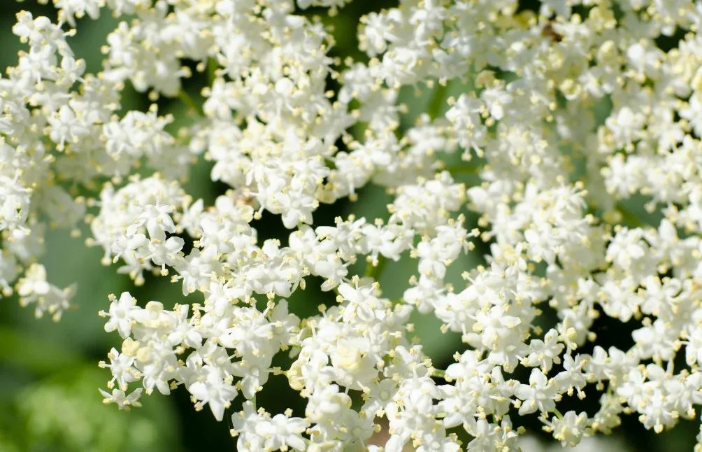 Elder Flower