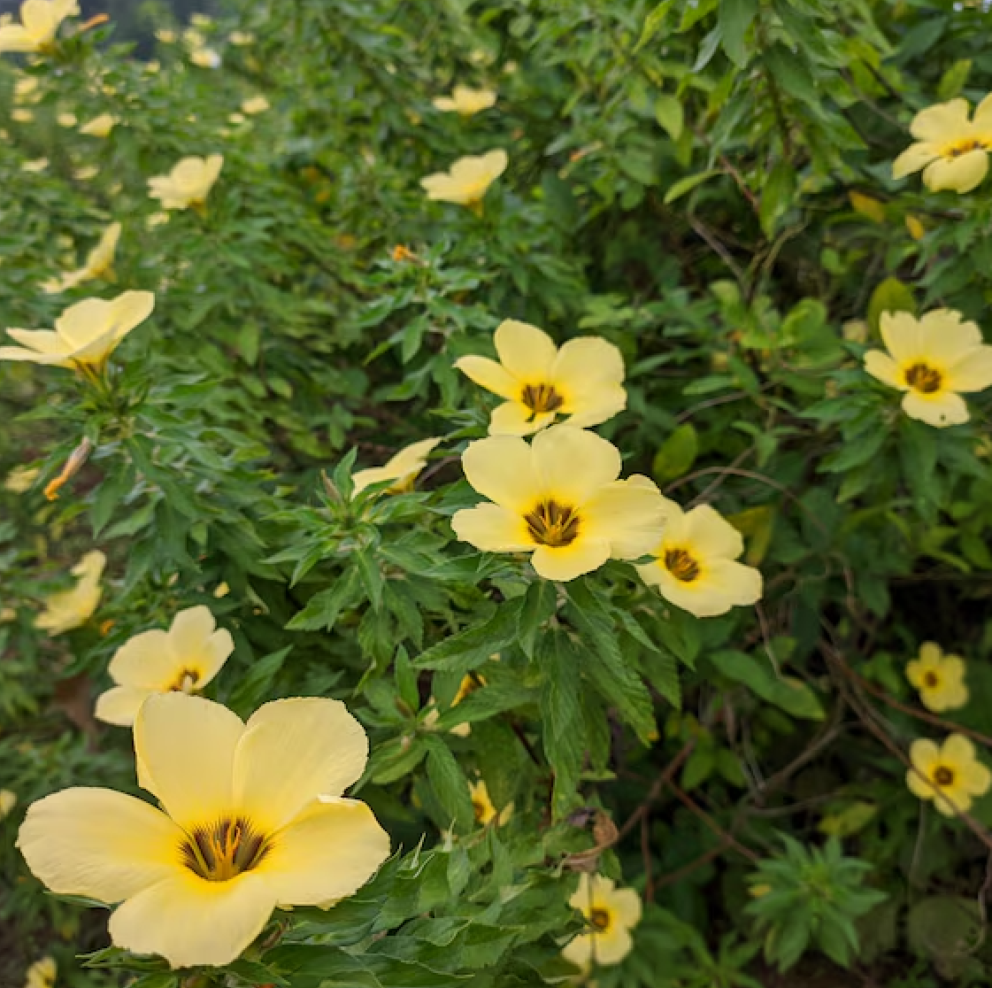 Damiana