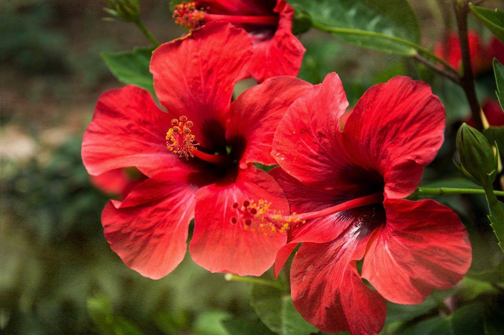 Hibiscus Flower