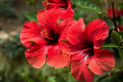 Hibiscus Flower