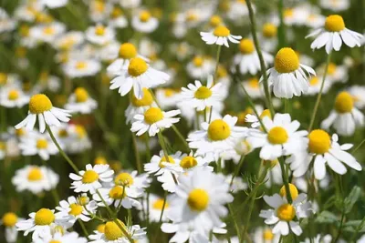Chamomile