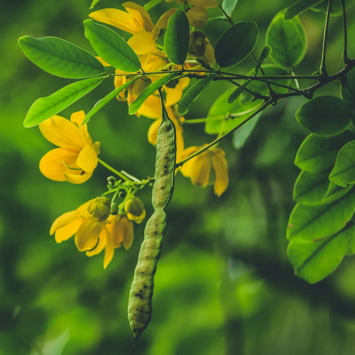 Senna Pods