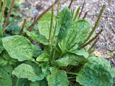 Plantain Leaf