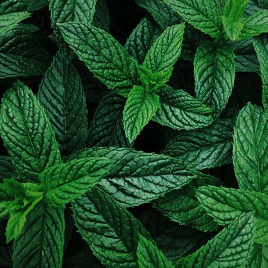 All Herbs A-Z