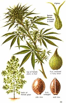 Cannabis Plant Botanical Drawing