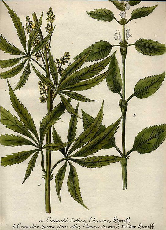Vintage Cannabis Plant Botanical Drawing