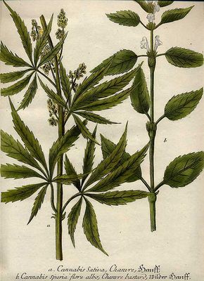 Vintage Cannabis Plant Botanical Drawing