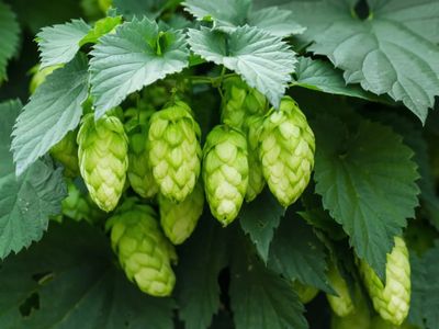 Hops.Flower