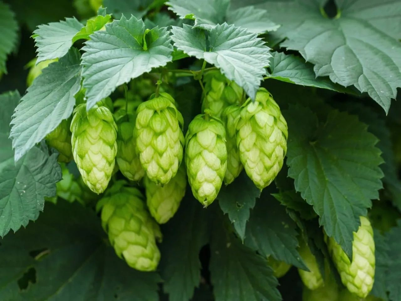 Hops.Flower
