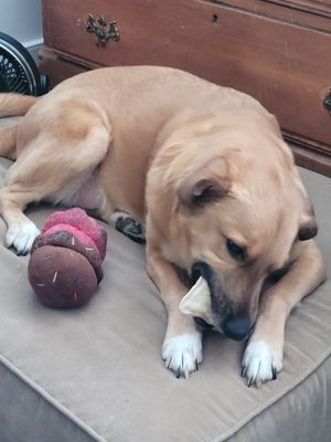 Hemp Dog Toy