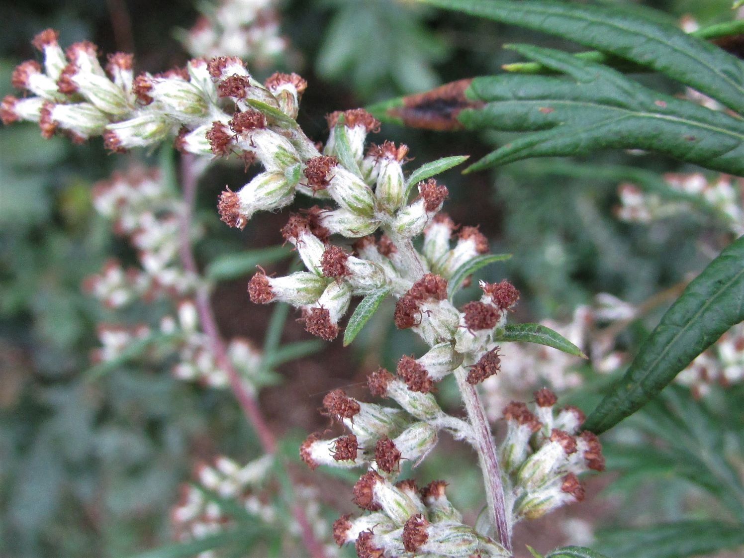Mugwort