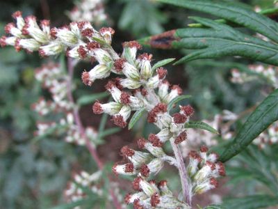 Mugwort