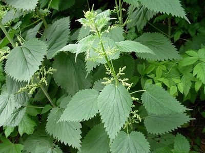 Nettle Leaf