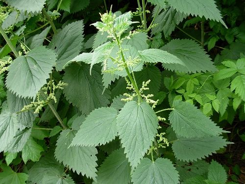 Nettle Leaf