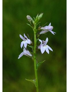 Lobelia
