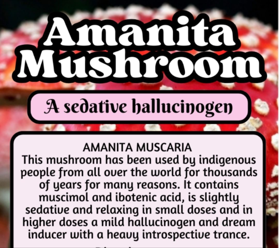 Amanita Muscaria