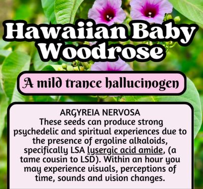 Hawaiian Baby Woodrose