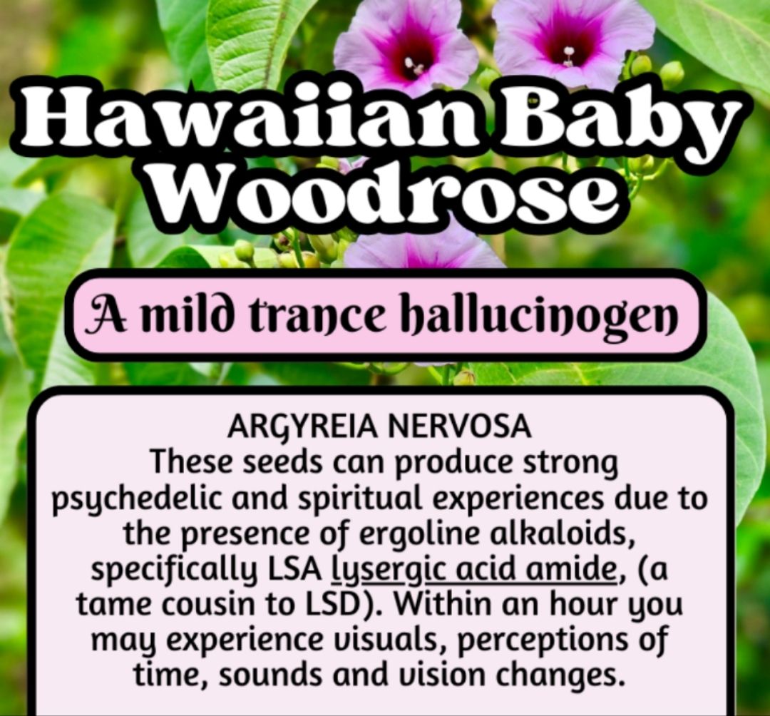 Hawaiian Baby Woodrose