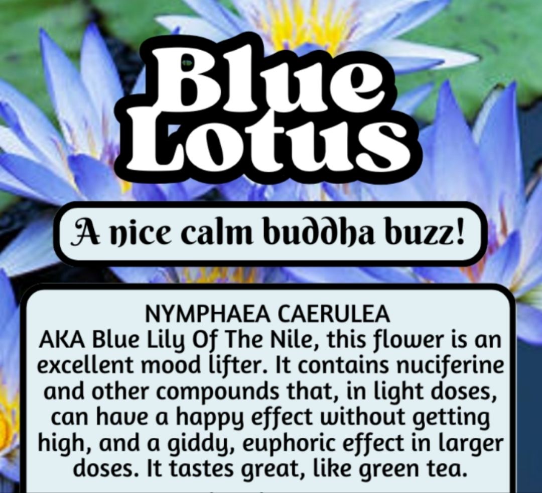 Blue Lotus Flower
