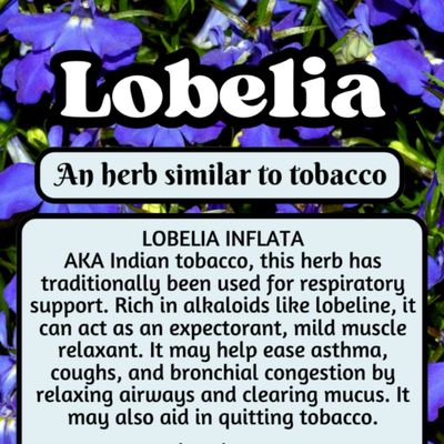Lobelia