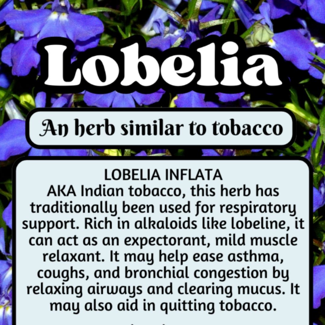 Lobelia