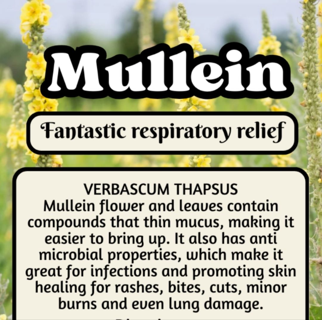 Mullein