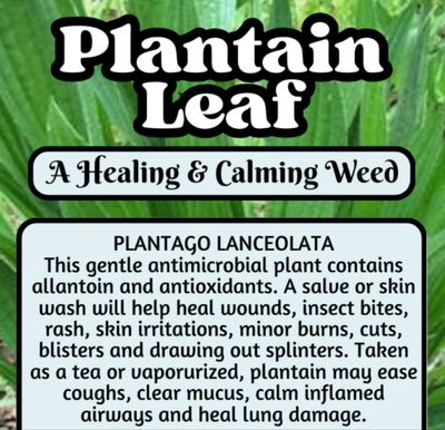 Plantain Leaf