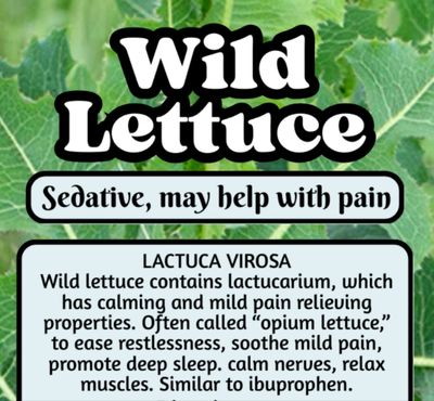 Wild Lettuce