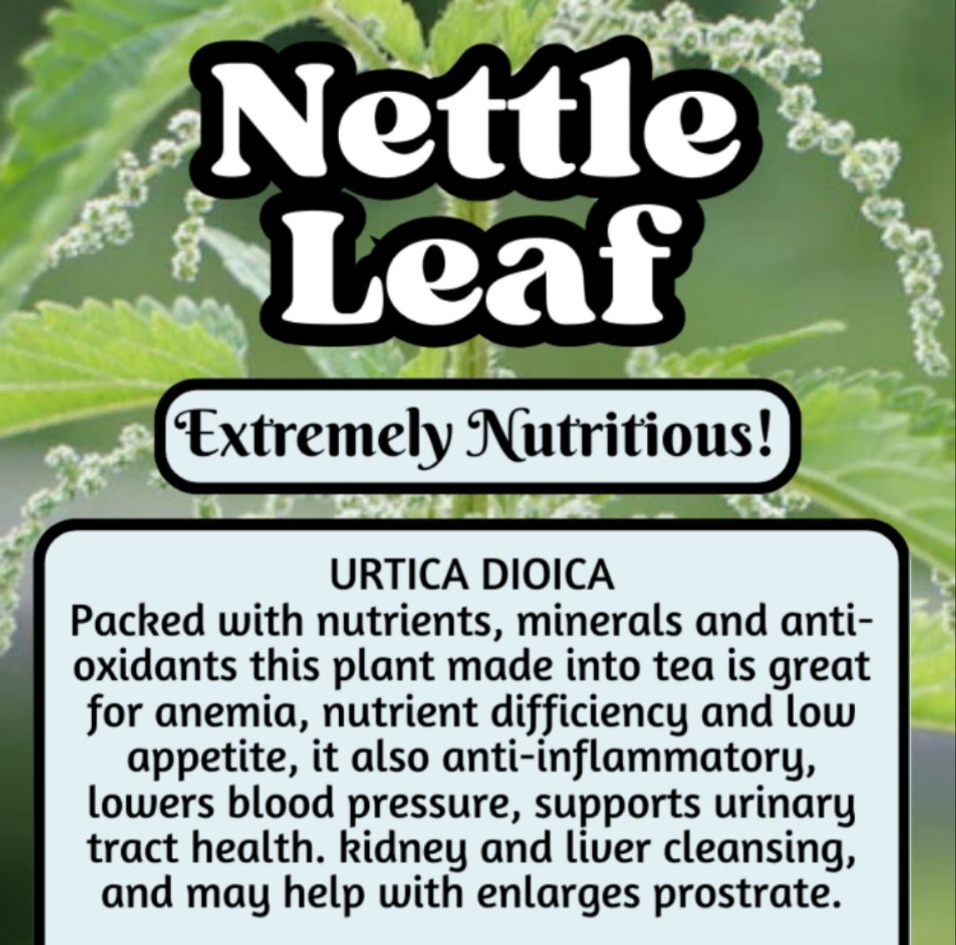 Stinging Nettle