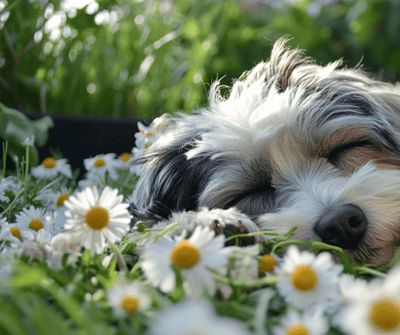 Pet Friendly Herbs