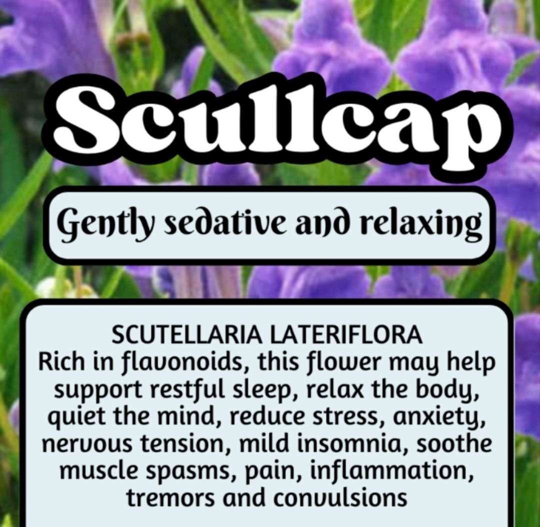 Skullcap Flower