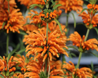 Dagga Flower