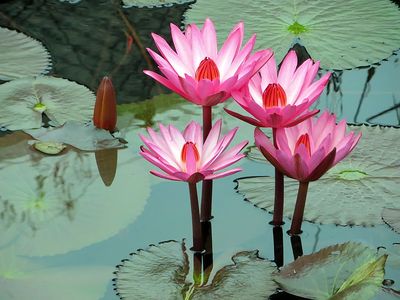 Pink Lotus
