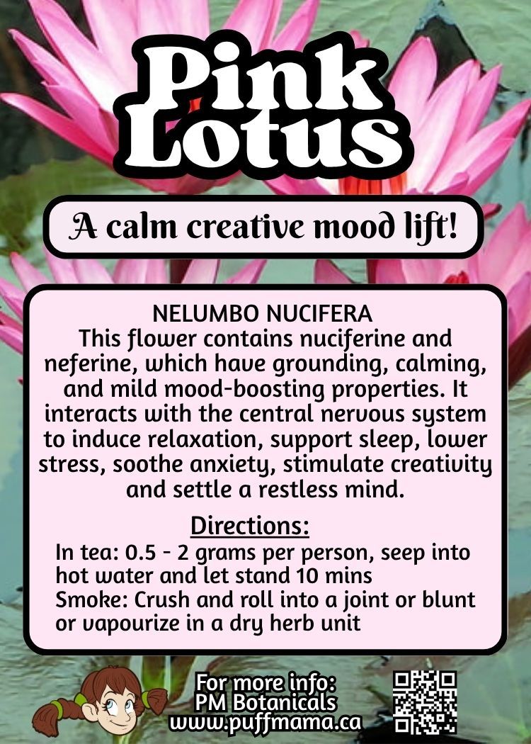 Pink Lotus